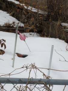 the garden of mystery.....