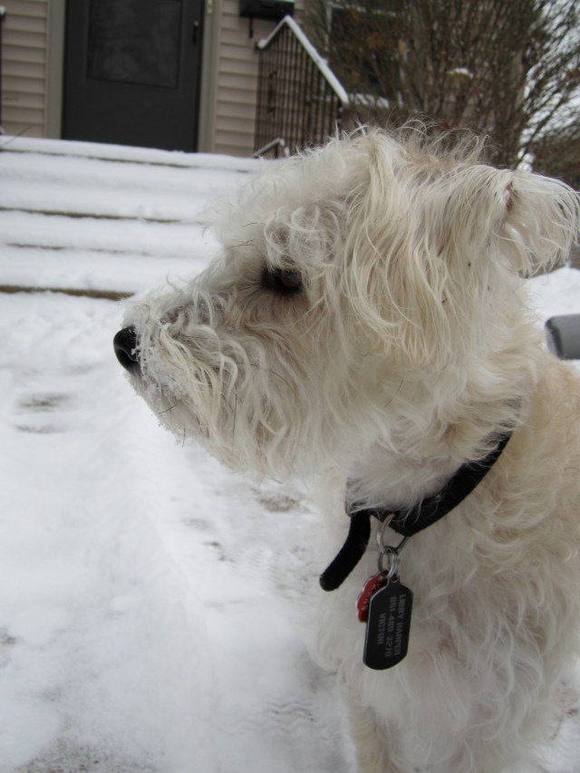 oh, and it's high of -4 today.