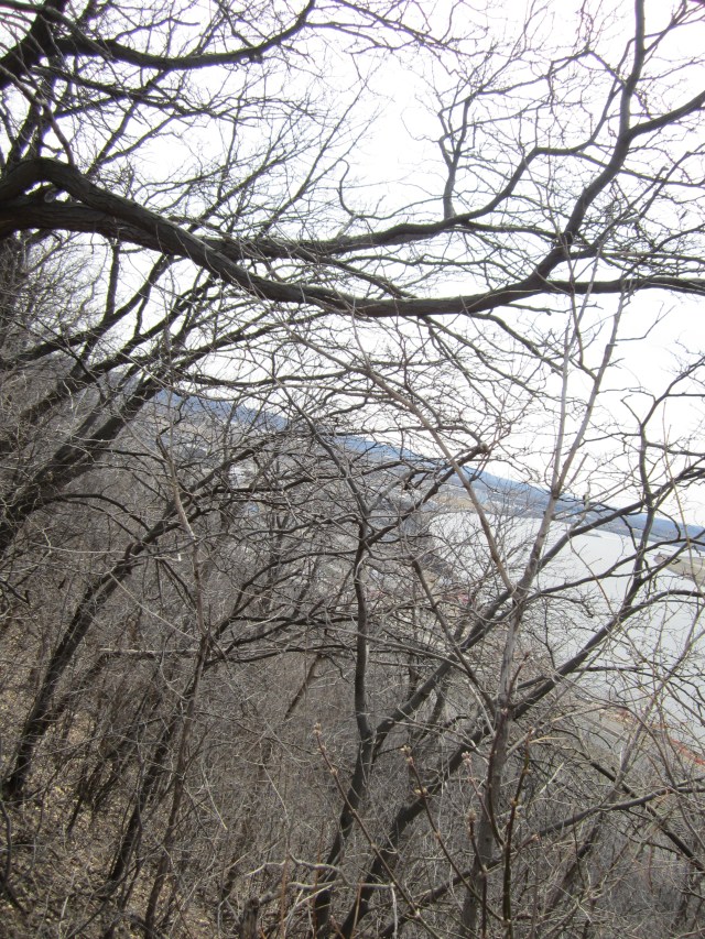 Anxiety, bare trees, possibilities.