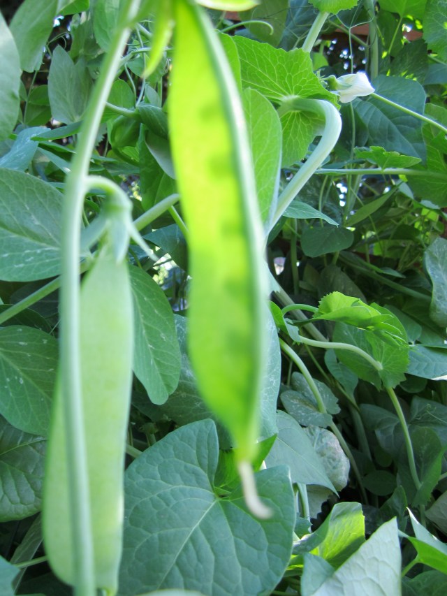 Farewell to Vexations, and the church of the inscrutable